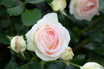 早朝の白とピンクのばら「ピエールドゥロンサール」の花のアップ