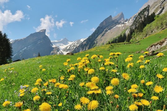 Frühling im Alpstein, Ostschweiz