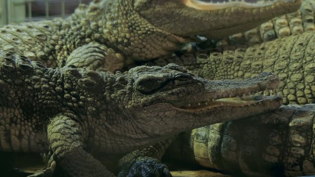 Nile crocodile opens his mouth