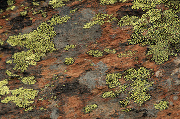 Multicoloured Lichens in Valais
