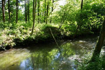 Fototapeta premium Ein Bach im Sommer