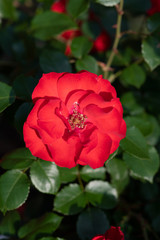 早朝の赤いばら「ラ セビリアーナ」の花のアップ