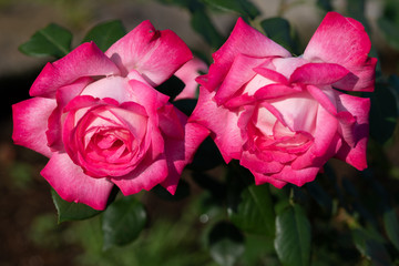 早朝の白とピンク色のばら「聖火」の花のアップ