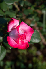 早朝の白とピンク色のばら「聖火」の花のアップ