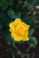 早朝の黄色いばら「ヘンリーフォンダ」の花のアップ