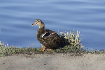 Duck