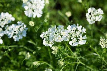 早朝の白いオルレアの花のアップ