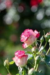 早朝のピンクと白のばら「ジュビレデュプリンス ドゥモナコ」の花のアップ