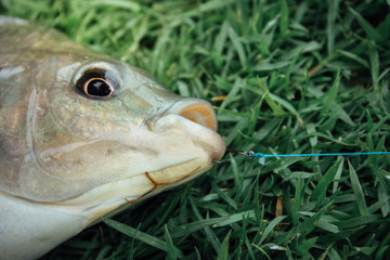 Close up head and mouth fish on hook., fishing is a sport.