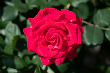 朝の赤いばらの花のアップ