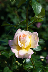 早朝のピンクと黄色のばら「ピース」の花のアップ
