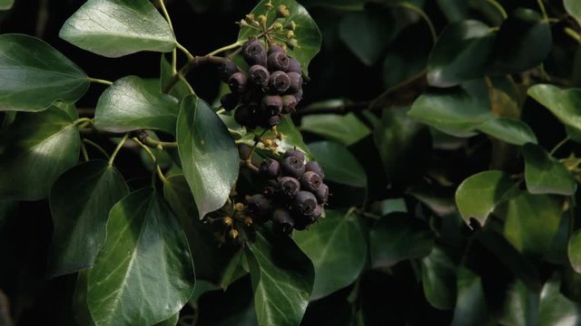 ivy in autumn