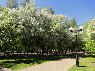 Flowering white Apple trees in the Park on a Sunny spring day 