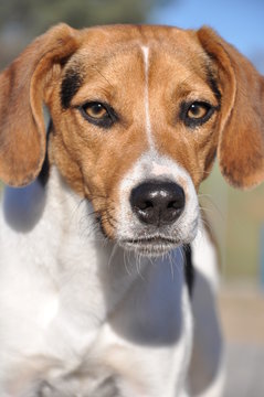Beagle puppy closeup