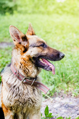 Portrait of  dog of  breed of German Shepherd in profil on  background of green grass in spring_