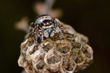       jumping spider