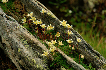 Alpine Saxifrage, Valais