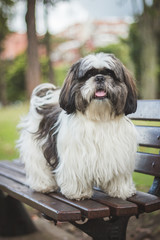  a shihtzu dog sitting on the bench in a park looking straight ahead