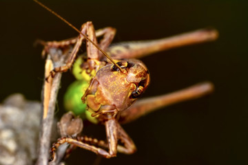Grasshopper macro in green nature - Stock Image