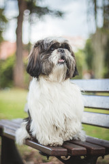  a shihtzu dog sitting on the bench in a park looking to the right