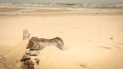 Beach details during spring