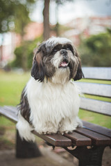  a shihtzu dog sitting on the bench in a park looking to the right