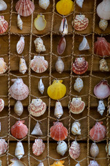 Sea shells strung on a close-up thread - background.