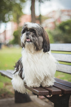  a shihtzu dog sitting on the bench in a park looking to the left