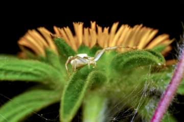 Fototapeta premium Close up spider and home - Stock Image 