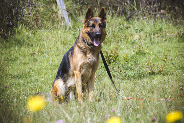  a german shepherd dog sitting with his tongue out in the grass with flowers watching the horizon