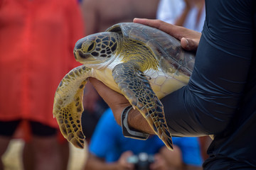 Turtle in Fernando de Noronha