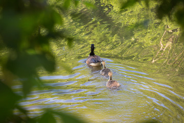 Canada Geese and chicks
