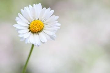 Obraz premium Daisy flower on blurry background