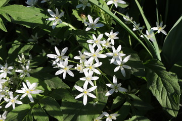 White small flowers bloomed in the flowerbed. They are like stars.
