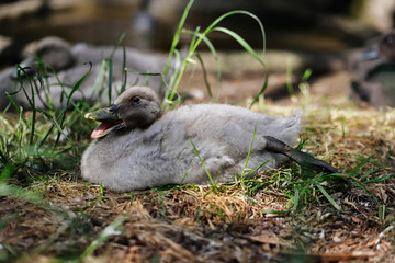 Little grey duckling