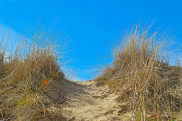Fototapeta premium Dry grass along of sandy path against clear blue