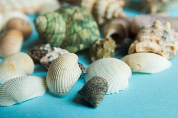Seashells flat lay pattern on blue background, sea vacation background close up