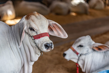 Brazilian Zebu elite cattle in a exhibition park © Paulo Nabas
