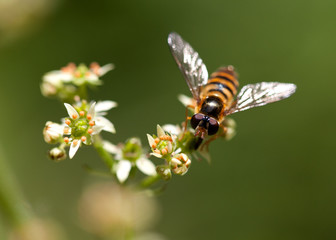 Schwebfliege auf Blüte