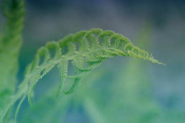 Curly navy fern frond in spring forest with sunrise as natural foliage pattern background