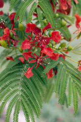 Closeup on red flowers of flamboyant tree, acacia green leaves