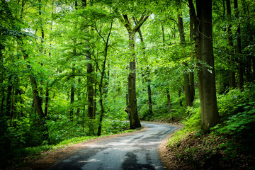 Obraz premium Road in summer forest