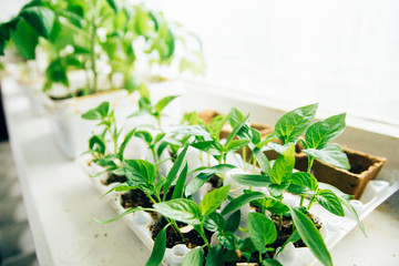 growing vegetables in the apartment. Sprouted plant sprouts on the windowsill.