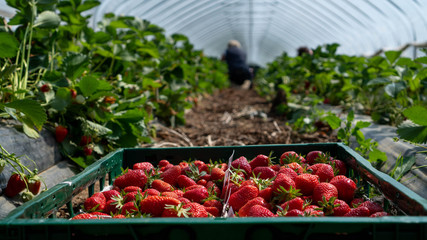 Field with strawberry harvest, farmer picking strawberries, organic farming concept
