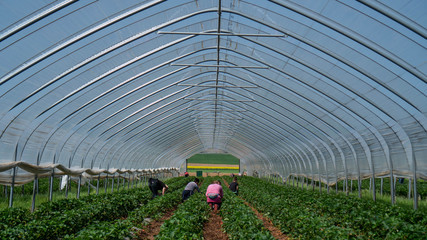 Field with strawberry harvest, farmer picking strawberries, organic farming concept