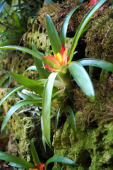 Obraz premium tropical flower