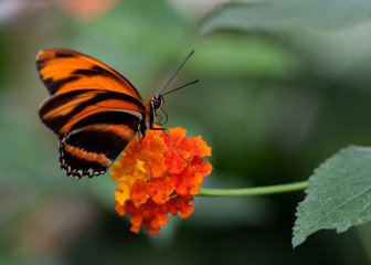 Schmetterling auf Blüte