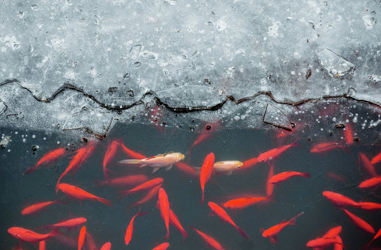 red carps under the ice in the pond near the Confucius Temple. Beijing. China
