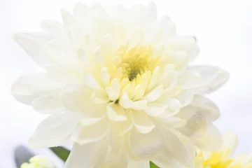 Poster White chrysanthemum flower © rootstocks