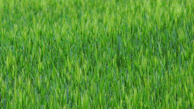 gr&uuml;n gerste feld wind 4k